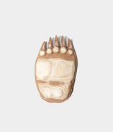 Kenji Sato "Bear's Paw, Sophora japonica L."