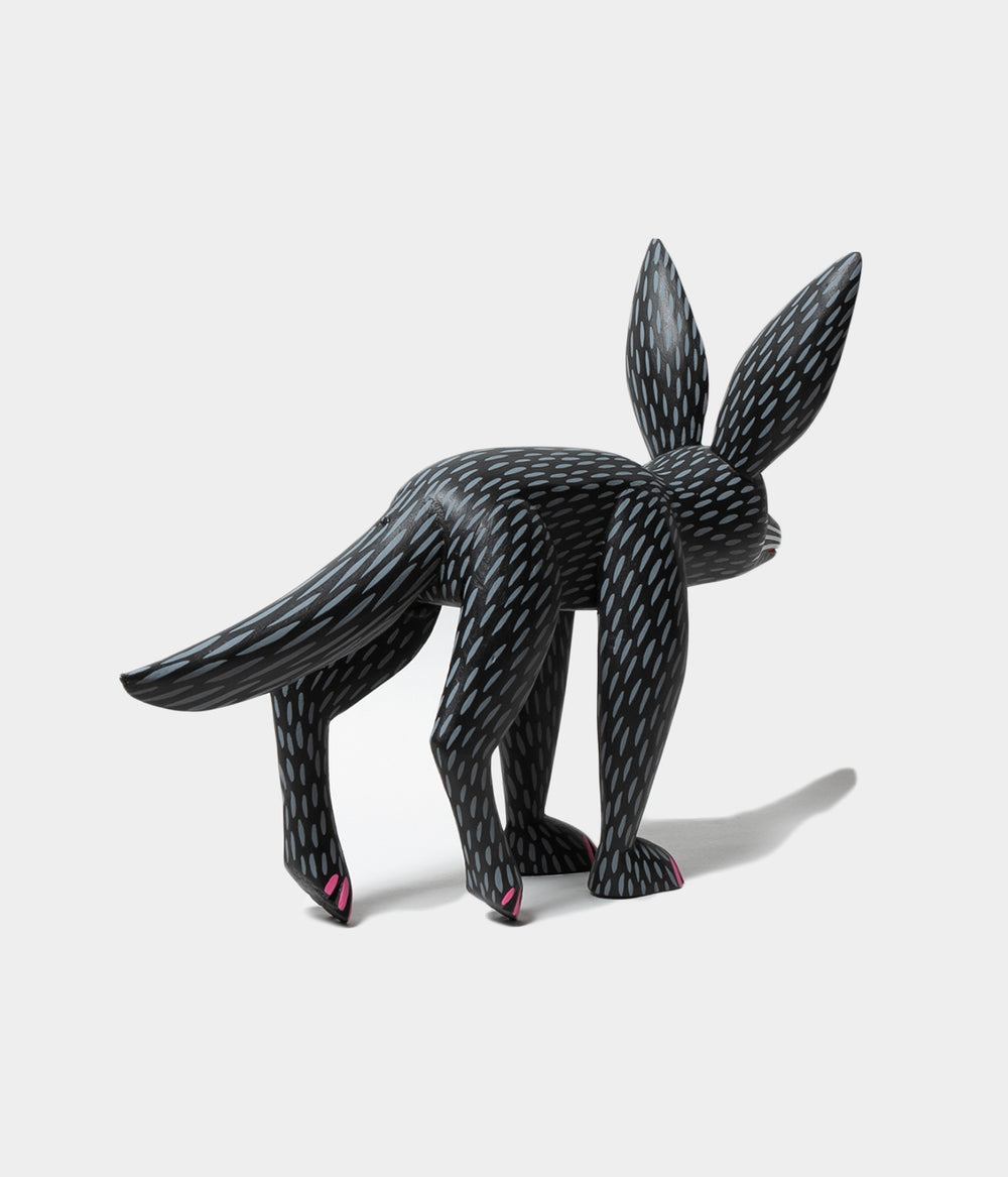 Coyote産 - Oteroi de Oaxaca Amazon.co.jp: Agave oteroi Oaxaca Seedlings 200 Count Agave