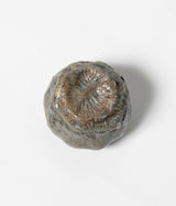 須藤 祥太郎 "ぐい呑み"